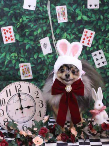 20250404ろあちゃん